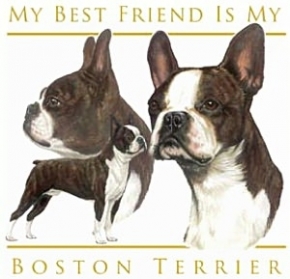 Boston terrier t shirt 05